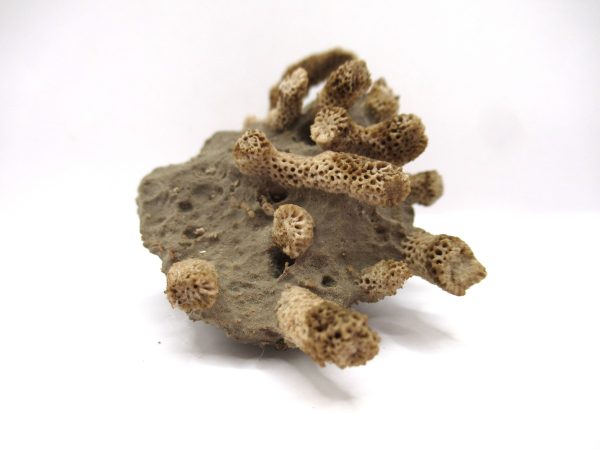Thamnopora | Devonian Coral from AZ #20 - Image 4