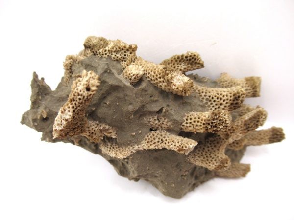 Thamnopora | Devonian Coral from AZ #20 - Image 3