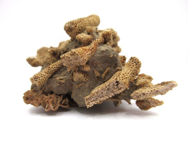 Thamnopora | Devonian Coral from AZ #2 - Image 2