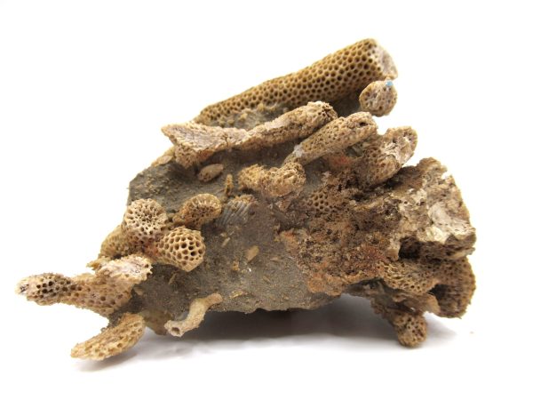 Thamnopora | Devonian Coral from AZ #2 - Image 5