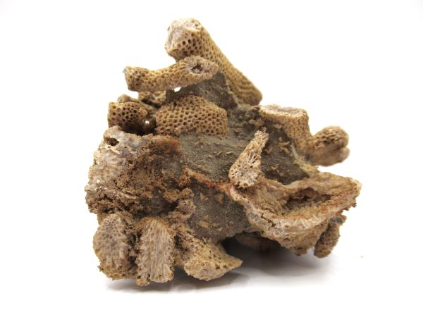 Thamnopora | Devonian Coral from AZ #2 - Image 4