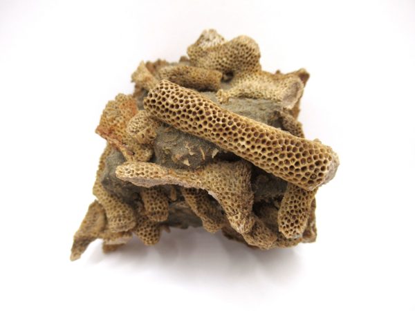 Thamnopora | Devonian Coral from AZ #2 - Image 3