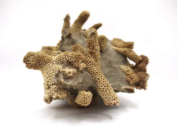 Thamnopora | Devonian Coral from AZ #3 - Image 2