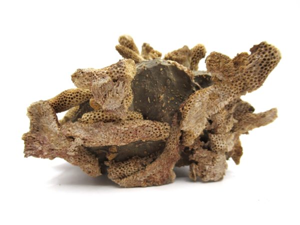 Thamnopora | Devonian Coral from AZ #3 - Image 4