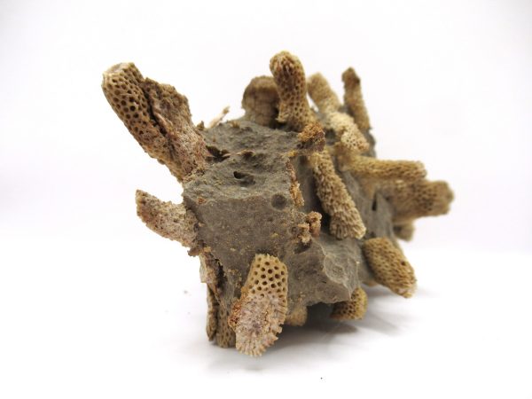 Thamnopora | Devonian Coral from AZ #3 - Image 3