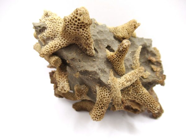 Thamnopora | Devonian Coral from AZ #3 - Image 5