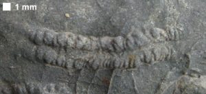 Trilobite Tracks