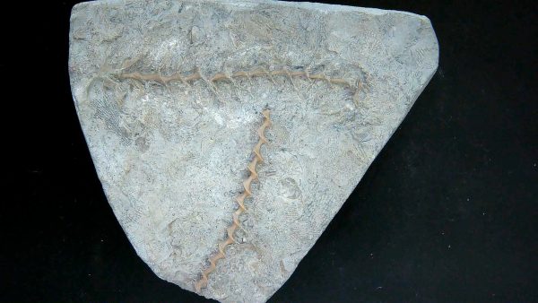 Archimedes Bryozoa - Illinois #92