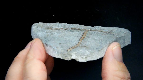 Archimedes Bryozoa - Illinois #92 - Image 2