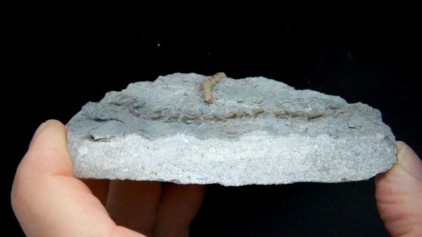 Archimedes Bryozoa - Illinois #92 - Image 3