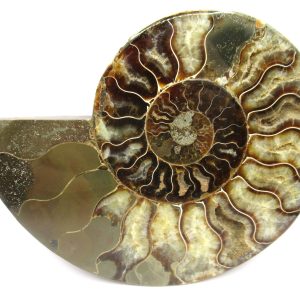 General Cretaceous Age Cleoniceras Ammonite Half Fossil From Madagascar For Sale #10