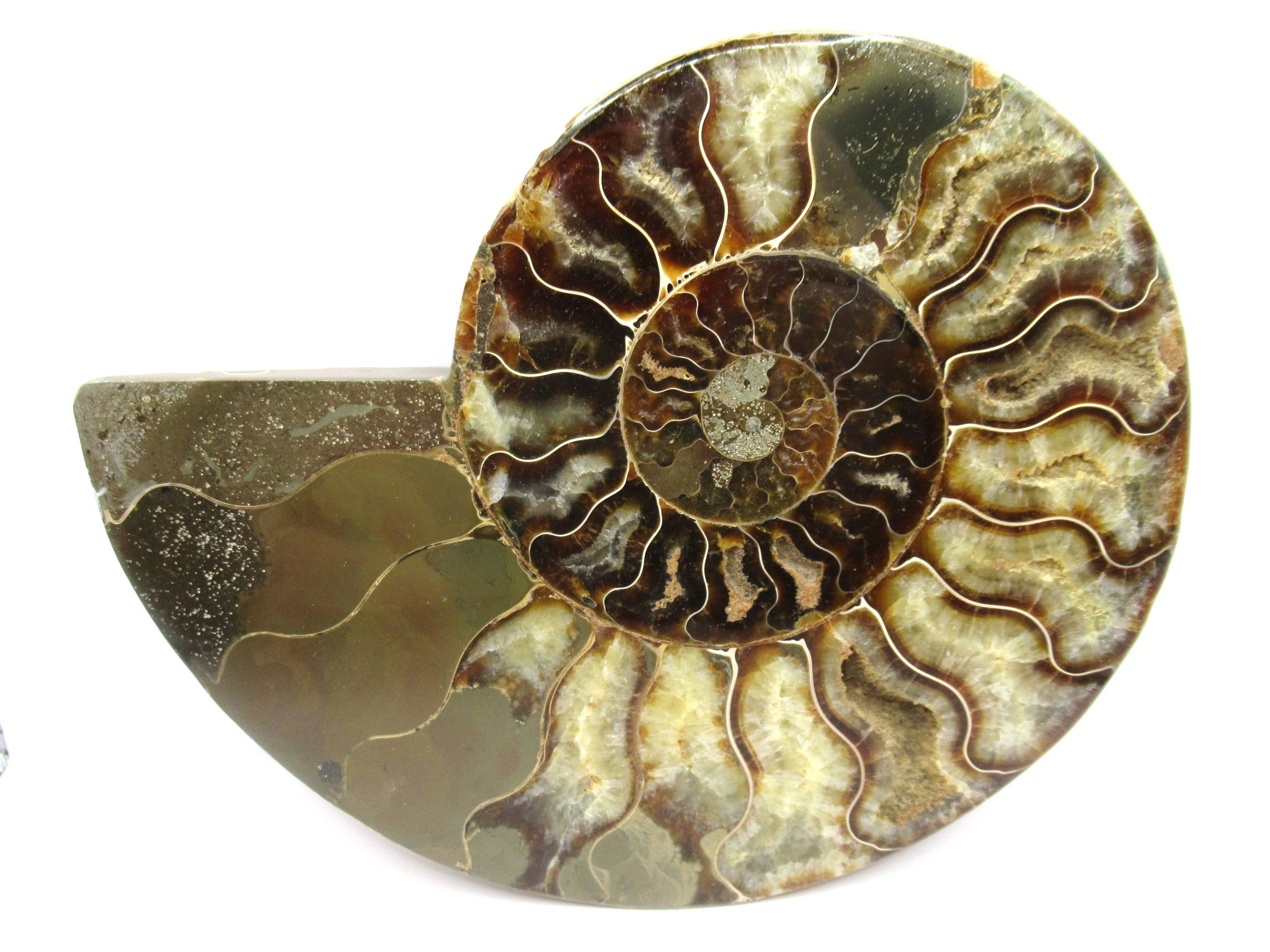 Madagascar Cleoniceras Ammonite Half 10 | Fossils for Sale General Cretaceous Age Cleoniceras Ammonite Half Fossil From Madagascar For Sale #10
