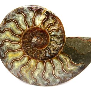 General Cretaceous Age Cleoniceras Ammonite Half Fossil From Madagascar For Sale #3