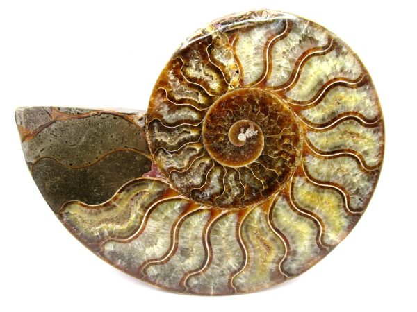 General Cretaceous Age Cleoniceras Ammonite Half Fossil From Madagascar For Sale #4