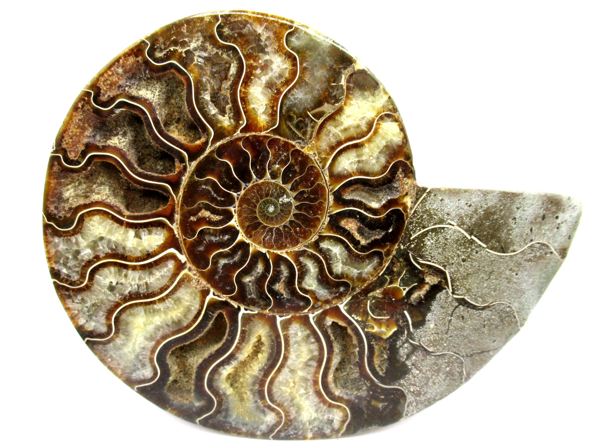 Madagascar Cleoniceras Ammonite Half 5 | Fossils for Sale General Cretaceous Age Cleoniceras Ammonite Half Fossil From Madagascar For Sale #5