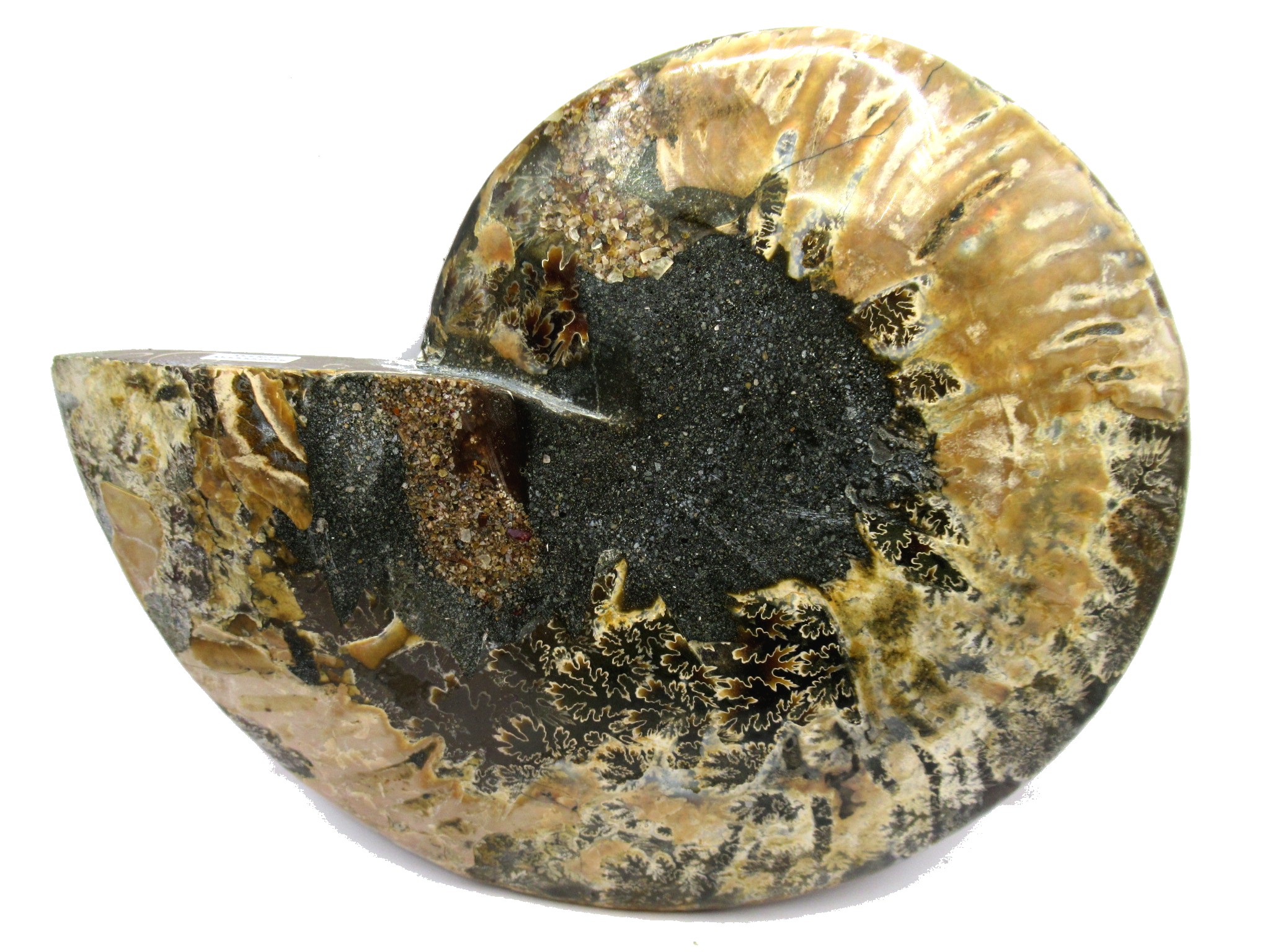 Madagascar Cleoniceras Ammonite Half 5a | Fossils for Sale General Cretaceous Age Cleoniceras Ammonite Half Fossil From Madagascar For Sale #5a