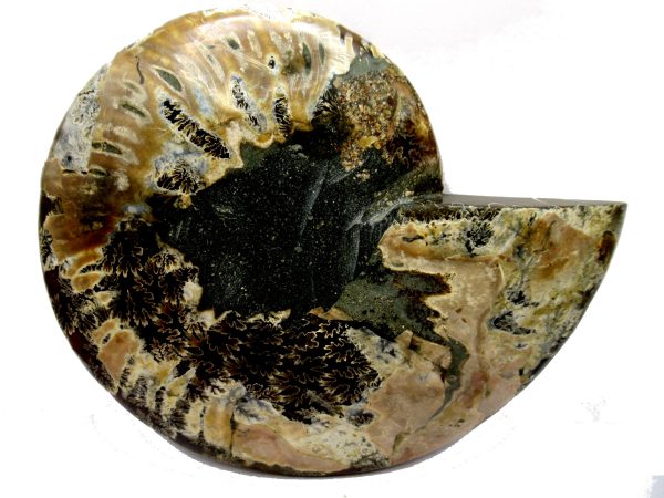 General Cretaceous Age Cleoniceras Ammonite Half Fossil From Madagascar For Sale #6a