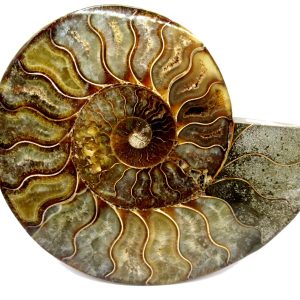 General Cretaceous Age Cleoniceras Ammonite Half Fossil From Madagascar For Sale #7