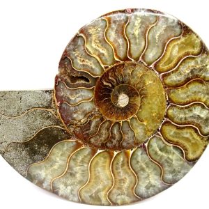 General Cretaceous Age Cleoniceras Ammonite Half Fossil From Madagascar For Sale #8