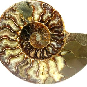 General Cretaceous Age Cleoniceras Ammonite Half Fossil From Madagascar For Sale #9