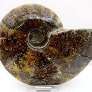 General Cretaceous Age Cleoniceras Whole Ammonite Fossils From Madagascar For Sale #111