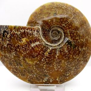 General Cretaceous Age Cleoniceras Whole Ammonite Fossils From Madagascar For Sale #112