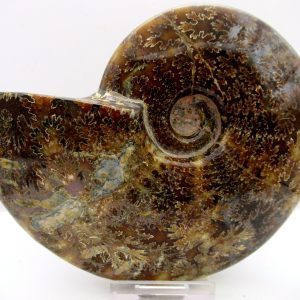 General Cretaceous Age Cleoniceras Whole Ammonite Fossils From Madagascar For Sale #113