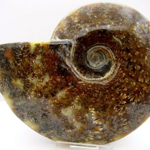 General Cretaceous Age Cleoniceras Whole Ammonite Fossils From Madagascar For Sale #114