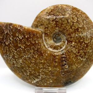 General Cretaceous Age Cleoniceras Whole Ammonite Fossils From Madagascar For Sale #115