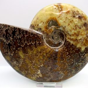 General Cretaceous Age Cleoniceras Whole Ammonite Fossils From Madagascar For Sale #116