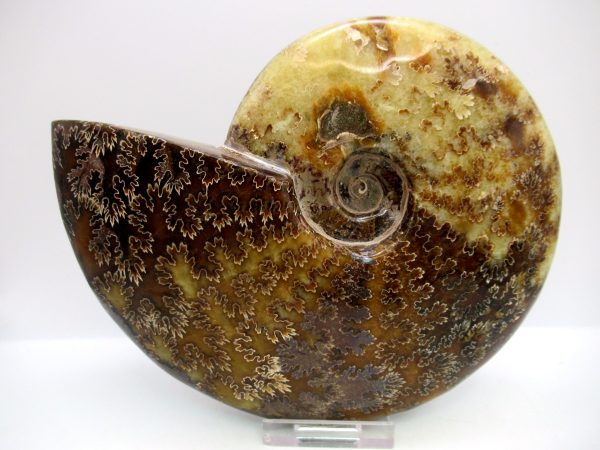 General Cretaceous Age Cleoniceras Whole Ammonite Fossils From Madagascar For Sale #116