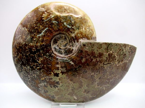 General Cretaceous Age Cleoniceras Whole Ammonite Fossils From Madagascar For Sale #116a