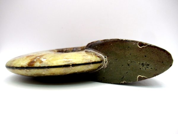 General Cretaceous Age Cleoniceras Whole Ammonite Fossils From Madagascar For Sale #116b