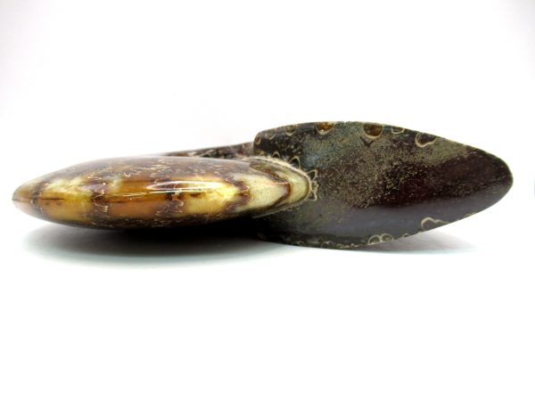 General Cretaceous Age Cleoniceras Whole Ammonite Fossils From Madagascar For Sale #117b