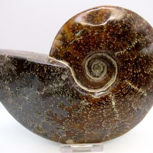 General Cretaceous Age Cleoniceras Whole Ammonite Fossils From Madagascar For Sale #118