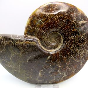 General Cretaceous Age Cleoniceras Whole Ammonite Fossils From Madagascar For Sale #119