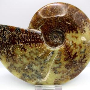 General Cretaceous Age Cleoniceras Whole Ammonite Fossils From Madagascar For Sale #120