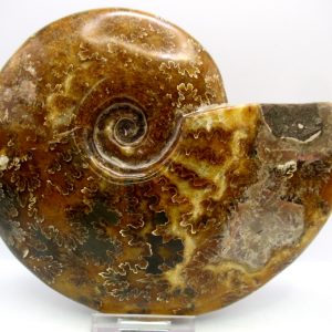 General Cretaceous Age Cleoniceras Whole Ammonite Fossils From Madagascar For Sale #121