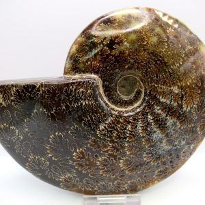 General Cretaceous Age Cleoniceras Whole Ammonite Fossils From Madagascar For Sale #123