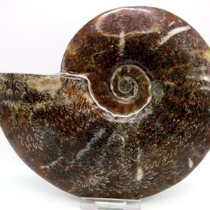 General Cretaceous Age Cleoniceras Whole Ammonite Fossils From Madagascar For Sale #123