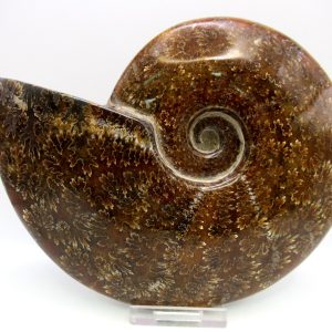 General Cretaceous Age Cleoniceras Whole Ammonite Fossils From Madagascar For Sale #125