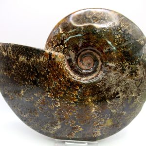 General Cretaceous Age Cleoniceras Whole Ammonite Fossils From Madagascar For Sale #126