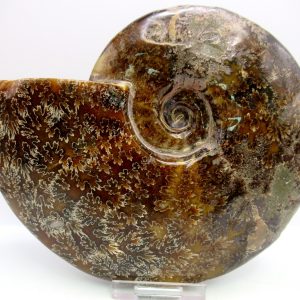 General Cretaceous Age Cleoniceras Whole Ammonite Fossils From Madagascar For Sale #128