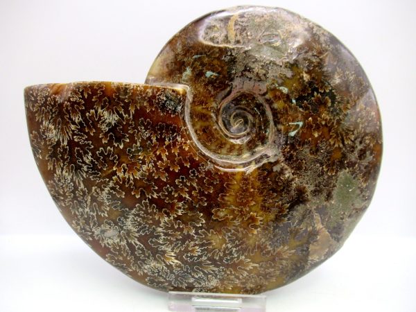 General Cretaceous Age Cleoniceras Whole Ammonite Fossils From Madagascar For Sale #128