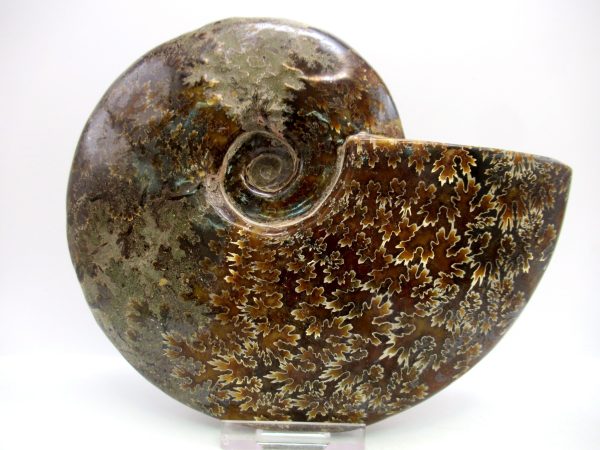 General Cretaceous Age Cleoniceras Whole Ammonite Fossils From Madagascar For Sale #128a