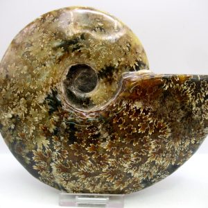 General Cretaceous Age Cleoniceras Whole Ammonite Fossils From Madagascar For Sale #129