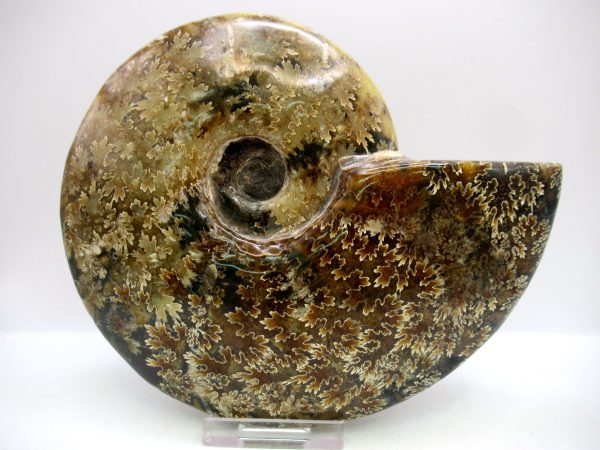 General Cretaceous Age Cleoniceras Whole Ammonite Fossils From Madagascar For Sale #129