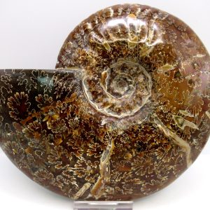 General Cretaceous Age Cleoniceras Whole Ammonite Fossils From Madagascar For Sale #131