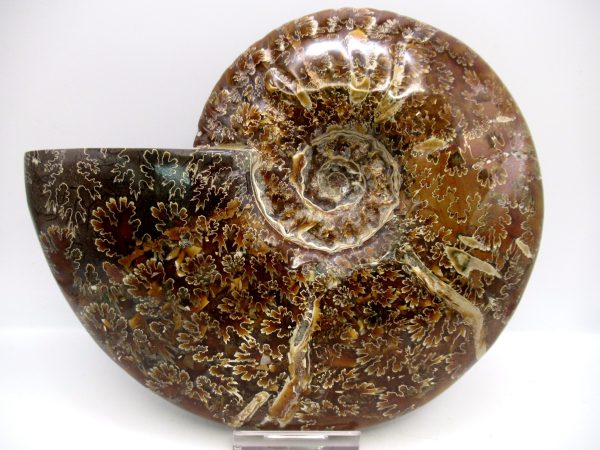 General Cretaceous Age Cleoniceras Whole Ammonite Fossils From Madagascar For Sale #131