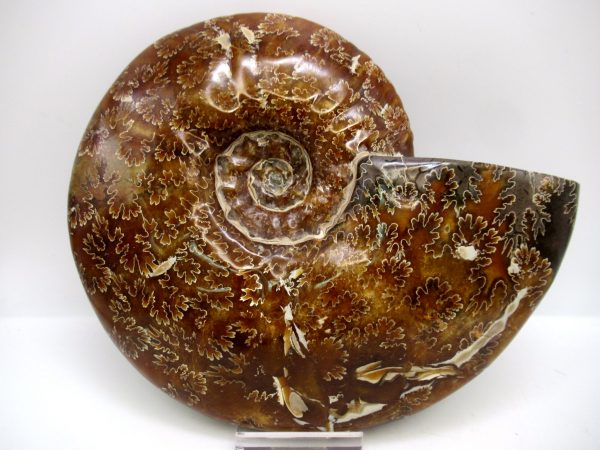 General Cretaceous Age Cleoniceras Whole Ammonite Fossils From Madagascar For Sale #131a